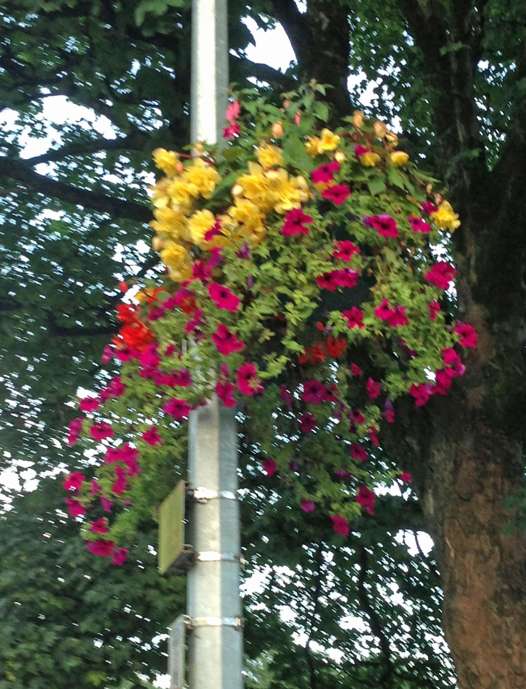 Hanging Basket